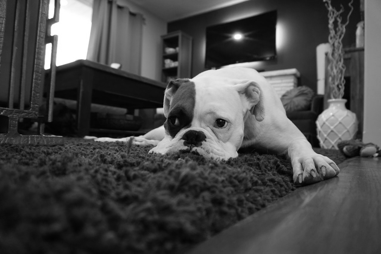 Rug Cleaning